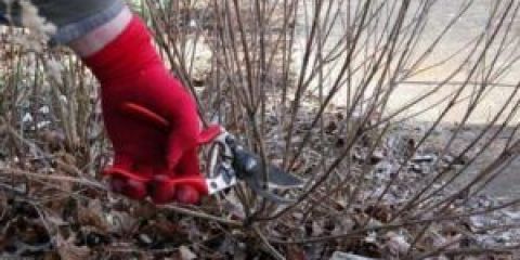 Prořezávání spirály na podzim pro začátečníky krok za krokem